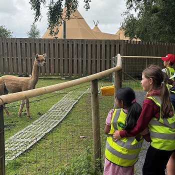 Plant yn ymweld ag alpaca